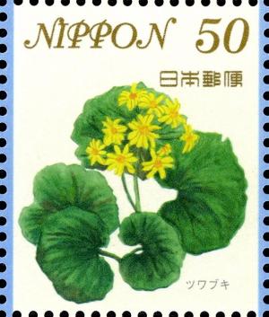 Colnect-3049-479-Leopard-Plant-Flowers-Farfugium-japonicum.jpg