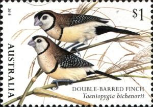 Colnect-5104-282-Double-barred-Finch-Taeniopygia-bichenovii.jpg
