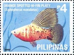 Colnect-5376-421-Orange-spotted-Hi-fin-Platy-Xiphophorus-maculatus.jpg