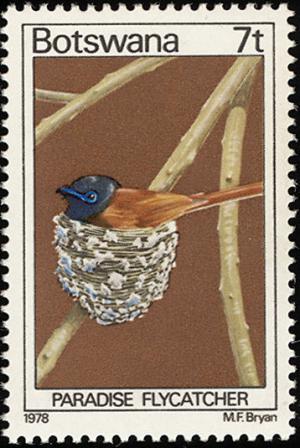 Colnect-597-723-African-Paradise-Flycatcher-Terpsiphone-viridis.jpg