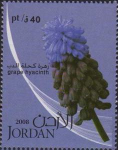 Colnect-4278-565-Grape-hyacinth.jpg