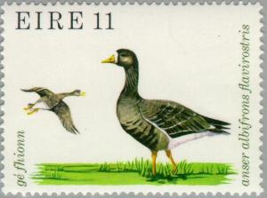 Colnect-128-573-Greater-White-fronted-Goose-Anser-albifrons-flavirostris.jpg