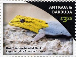 Colnect-3643-954-Dwarf-Yellow-headed-Gecko-Lygodactylus-luteopicturatus.jpg