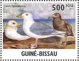 Colnect-3967-955-Iceland-Gull%C2%A0Larus-glaucoides.jpg