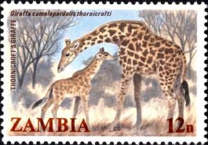 Colnect-5946-248-Thornicroft-s-Giraffe-Giraffa-camelopardalis-thornicrofti.jpg