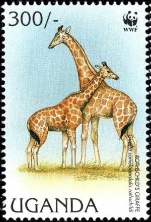 Colnect-6292-541-Rothschild%E2%80%99s-Giraffe-Giraffa-camelopardalis-ssp-rothschild.jpg