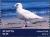 Colnect-6310-667-Iceland-Gull-Larus-glaucoides.jpg