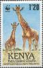 Colnect-4539-085-Reticulated-Giraffe-Giraffa-camelopardalis-reticulata.jpg