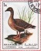 Colnect-1287-056-Pink-footed-Goose-Anser-brachyrhynchus.jpg