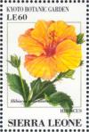 Colnect-4207-986-Hibiscus-Hibiscus-rosa-sinensis.jpg