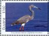 Colnect-4634-634-Tricolored-Heron----Egretta-tricolor.jpg