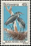 Colnect-597-730-Black-headed-Heron-Ardea-melanocephala.jpg