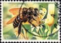 Colnect-2341-665-Asiatic-Honey-Bee-Apis-cerana.jpg