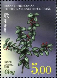 Colnect-5878-960-Hawthorn-Glog.jpg