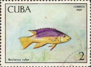 Colnect-1281-290-Spanish-Hogfish-Bodianus-rufus.jpg