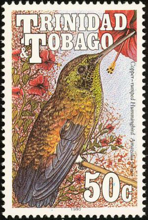 Colnect-744-205-Copper-rumped-hummingbird-Amazilia-tobaci.jpg