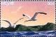 Colnect-4411-375-Herring-gulls.jpg