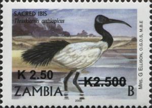 Colnect-3051-568-African-Sacred-Ibis-Threskiornis-aethiopicus.jpg