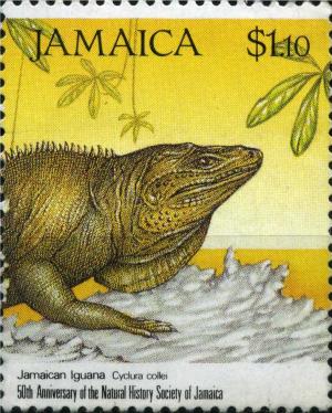 Colnect-3686-708-Jamaican-Iguana-Cyclura-collei-.jpg