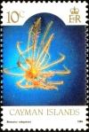 Colnect-5616-374-Orange-Sea-Lily-Nemaster-rubiginosa.jpg
