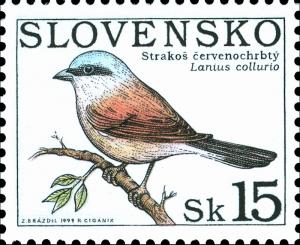 Red-backed-Shrike-Lanius-collurio.jpg