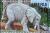 Colnect-547-678-African-Elephant-Loxodonta-africana---juvenile.jpg
