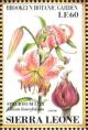 Colnect-4207-977-Speciosum-Lily-Lilium-lancefolium.jpg