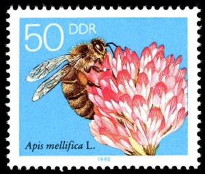Colnect-357-594-Honey-Bee-Apis-mellifica-Red-Clover-Blossom.jpg