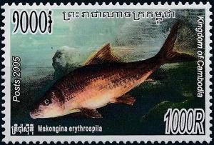 Colnect-3988-427-Cyprinid-Mekongina-erythrospila.jpg