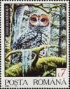 Colnect-4585-576-Spotted-Owl-Strix-occidentalis.jpg