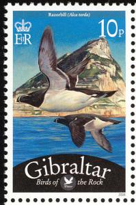 Colnect-2172-191-Razorbill-Alca-torda.jpg