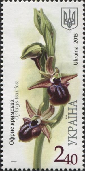 Colnect-3083-252-Ophrys-taurica.jpg