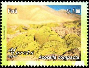 Colnect-4259-844-Azorella-compacta.jpg