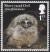 Colnect-4978-996-Short-eared-owl-chick---Asio-flammeus.jpg