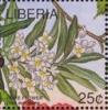 Colnect-4247-549-Flower-of-Olive-Tree-Olea-europaea.jpg