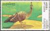 Colnect-1614-702-Green-Peafowl-Pavo-muticus.jpg