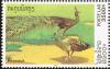 Colnect-1614-703-Green-Peafowl-Pavo-muticus.jpg
