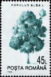 Colnect-4930-026-White-Poplar-Populus-alba.jpg