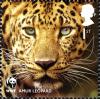 Colnect-911-033-Amur-Leopard-Panthera-pardus-orientalis.jpg