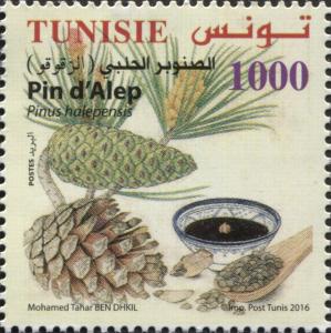 Colnect-4006-800-Aleppo-Pine-Pinus-halepensis.jpg