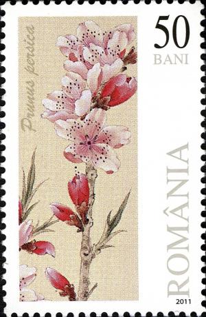 Colnect-1115-340-Peach-blossom.jpg