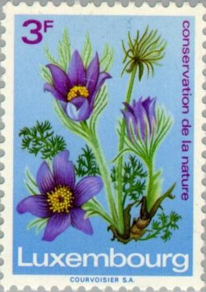 Colnect-134-197-Pasque-Flower.jpg