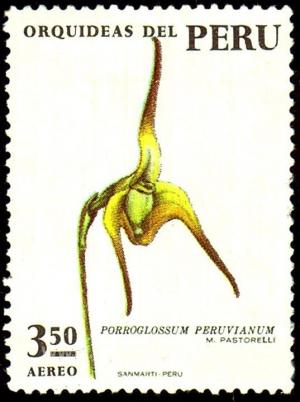 Colnect-1406-455-Orchids---Porroglossum-peruvianum.jpg