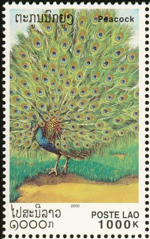 Colnect-1614-701-Green-Peafowl-Pavo-muticus.jpg
