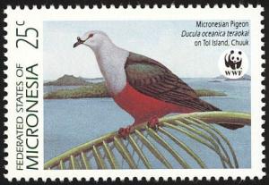 Colnect-1620-528-Micronesian-Imperial-Pigeon-Ducula-oceanica-ssp-teraokai.jpg
