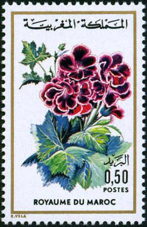 Colnect-1894-963-Pelargonium-sp.jpg