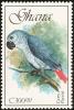 Colnect-1459-766-African-Grey-Parrot-Psittacus-erithacus.jpg