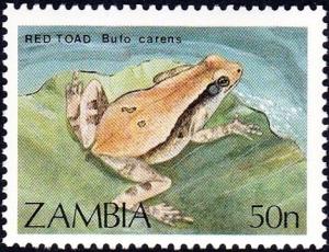 Colnect-2001-044-African-Red-Toad-Bufo-carens-.jpg