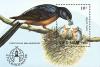 Colnect-1613-183-White-rumped-Shama-Copsychus-malabaricus.jpg