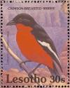 Colnect-1725-574-Crimson-breasted-Shrike-Laniarius-atrococcineus.jpg